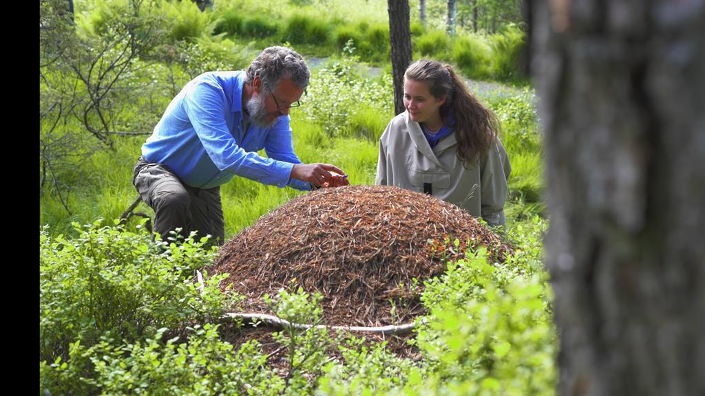 Planter og småkryp i nærmiljøet